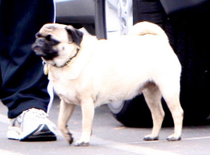 Recognize The Celeb Dog Recognize The Celeb Dog
